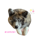 愛犬 秋田犬はじめくん（個別スタンプ：2）