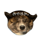愛犬 秋田犬はじめくん（個別スタンプ：4）