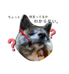 愛犬 秋田犬はじめくん（個別スタンプ：6）