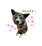 愛犬 秋田犬はじめくん（個別スタンプ：7）