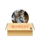 愛犬 秋田犬はじめくん（個別スタンプ：8）