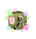 らーさんの日常（個別スタンプ：3）