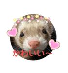 フェレットLOVE❤️3（個別スタンプ：3）