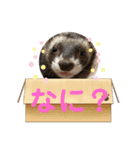 フェレットLOVE❤️3（個別スタンプ：4）
