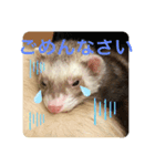 フェレットLOVE❤️3（個別スタンプ：8）