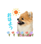 今井家のくーちゃん（個別スタンプ：1）