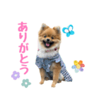 今井家のくーちゃん（個別スタンプ：3）