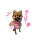 今井家のくーちゃん（個別スタンプ：8）