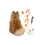 今井家のくーちゃん（個別スタンプ：13）