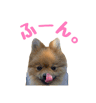 今井家のくーちゃん（個別スタンプ：22）