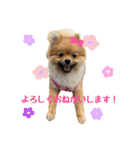 今井家のくーちゃん（個別スタンプ：23）