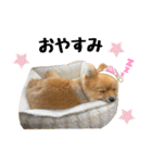今井家のくーちゃん（個別スタンプ：32）