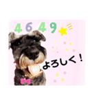 返事・相づち～マロン君といっしょ～②（個別スタンプ：1）