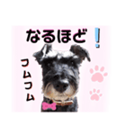 返事・相づち～マロン君といっしょ～②（個別スタンプ：8）