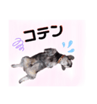 返事・相づち～マロン君といっしょ～②（個別スタンプ：12）