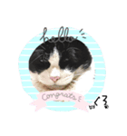 保護猫黒ちゃんの幸せ（個別スタンプ：1）