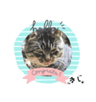 保護猫黒ちゃんの幸せ（個別スタンプ：8）