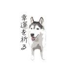 ハスキー犬 バルトくん2（個別スタンプ：15）