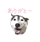 ハスキー犬 バルトくん2（個別スタンプ：19）