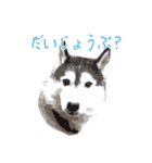 ハスキー犬 バルトくん2（個別スタンプ：20）