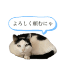 家ネコ科2（個別スタンプ：2）