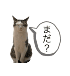 家ネコ科2（個別スタンプ：4）