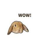 What's up, Everybun！ 2 (English ver.)（個別スタンプ：1）