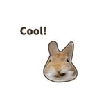 What's up, Everybun！ 2 (English ver.)（個別スタンプ：2）