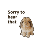 What's up, Everybun！ 2 (English ver.)（個別スタンプ：10）