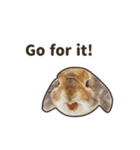 What's up, Everybun！ 2 (English ver.)（個別スタンプ：12）