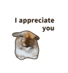 What's up, Everybun！ 2 (English ver.)（個別スタンプ：14）