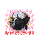 ボストンテリアのテディスタンプ 太字編（個別スタンプ：9）