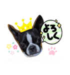 ボストンテリアのテディスタンプ 太字編（個別スタンプ：10）