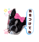 ボストンテリアのテディスタンプ 太字編（個別スタンプ：19）