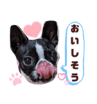 ボストンテリアのテディスタンプ 太字編（個別スタンプ：21）