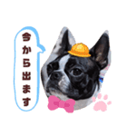 ボストンテリアのテディスタンプ 太字編（個別スタンプ：23）