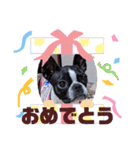 ボストンテリアのテディスタンプ 太字編（個別スタンプ：25）