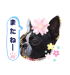 ボストンテリアのテディスタンプ 太字編（個別スタンプ：26）