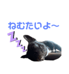 ソフィーすたんぷだよU´•ﻌ•`U（個別スタンプ：2）