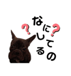ソフィーすたんぷだよU´•ﻌ•`U（個別スタンプ：4）