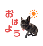 ソフィーすたんぷだよU´•ﻌ•`U（個別スタンプ：5）