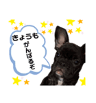 ソフィーすたんぷだよU´•ﻌ•`U（個別スタンプ：8）