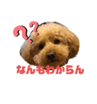 きみどこの子？うちの子もーちゃん（個別スタンプ：1）