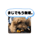きみどこの子？うちの子もーちゃん（個別スタンプ：7）