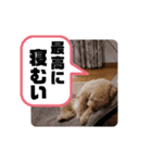 きみどこの子？うちの子もーちゃん（個別スタンプ：8）