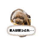 きみどこの子？うちの子もーちゃん（個別スタンプ：20）