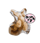 きみどこの子？うちの子もーちゃん（個別スタンプ：28）