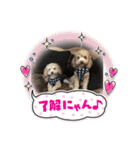 モコとトフィー（個別スタンプ：6）