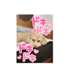モコとトフィー（個別スタンプ：11）