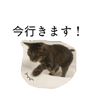 うちのねこ、クラ（個別スタンプ：6）